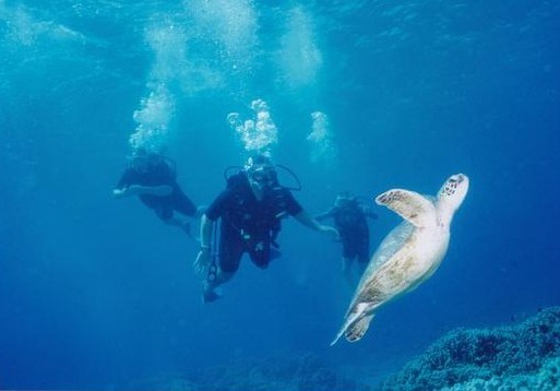 Interventionist Jeff Pope diving with a sea turtle.